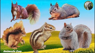 Squirrel sounds and what they meanAnimal sounds  Animals Moments [upl. by Ymmot]