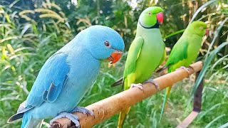 Cute Indian Ringneck Talking Parrot  Parrot Voice Talking [upl. by Neelram]