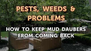 How to Keep Mud Daubers From Coming Back [upl. by Ierdna]