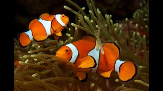 Amphiprion Ocellaris Clownfish Bin3aiah Fishes [upl. by Eittap]