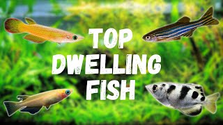 7 Top Dwelling Fish For Your Aquarium [upl. by Irafat]