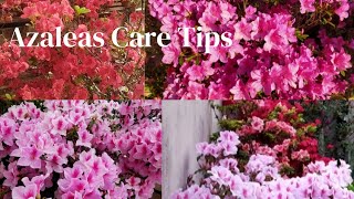 Azalea Plants मा सैकडौ फुल फुलाउने Tips  बारै महीना फुलने Azalea Plant Care amp Fertilizer [upl. by Krasner]