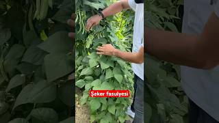 Şeker fasulyesi agriculture fasulye beans tarla tarım ziraat çiftçi köy ciftci köyhayatı [upl. by Czarra40]