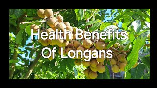 Health Benefits Of Longans [upl. by Acirdna222]