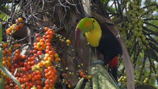 Keelbilled Toucan feeding [upl. by Adamok]