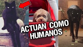 9 PERROS ACTUANDO COMO HUMANOS Y DE FORMA EXTRAÑA  2 [upl. by Annaitsirk]