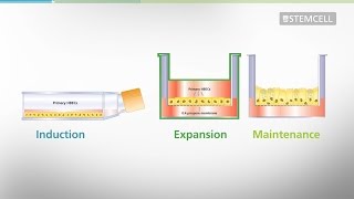 Mucociliary Differentiation of Primary Bronchial Epithelial Cells in AirLiquid Interface Cultures [upl. by Nylime]