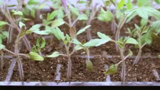 Step by Step 🍅 How To Grow Tomatoes from Seed  Gardeners Supply 👩‍🌾 [upl. by Ramedlab]