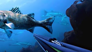 Top 20 Spearfishing Moments [upl. by Neira682]