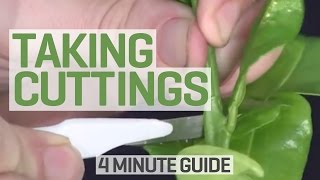 How To Take Cuttings  4 Minute Guide to Clones and Cloning [upl. by Macri]