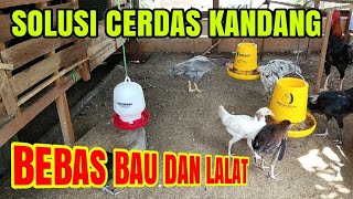 Cara Menghilangkan Bau Kotoran dan Lalat Di Kandang Ayam [upl. by Kirkwood]