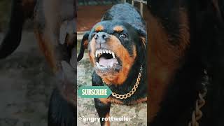 angry Rottweiler barking sound rottweiler angrypuppy angrydog funnypuppyvideofunnyanimal [upl. by Abih]