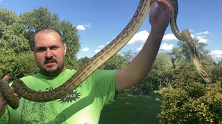 4 Year Old Male Scrub Python  Dundee [upl. by Aissatan365]