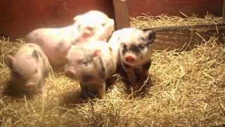 Baby Mini Micro Spotted Pigs [upl. by Chiquita]