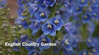 English Country Garden arr Colin Tribe [upl. by Pentheas]