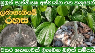 තනි ඉන්නට වසර ගනනාවක් පරිභෝජනය සඳහා සාර්ථක බුලත් රෝපණය bulath ropanaya [upl. by Key]