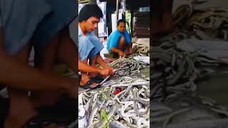 Snake farm in china 🇨🇳 [upl. by Pfosi614]