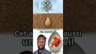 Cet arbre est aussi un cercueil innovation [upl. by Nahn]