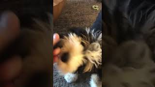 4 month old Bernedoodle puppy does word math problem smartdog training [upl. by Aiset344]