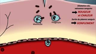 Animation Réaction inflammatoire [upl. by Adnuhser816]