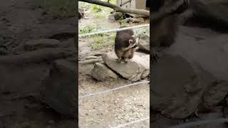 Cute Racoons cuteanimals cute animals nature [upl. by Kubiak650]