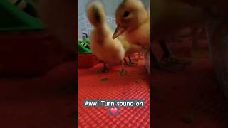 Listen with Me Adorable Babies shorts duck babyanimals baby animals birds birdsounds [upl. by Anyaled]