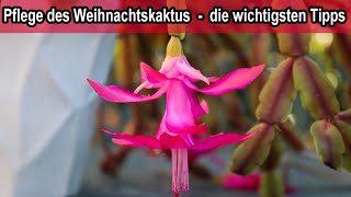 Weihnachtskaktus Pflege Tipps  Schlumbergera Kaktus pflegen schneiden gießen Standort düngen [upl. by Ahsitnauq]