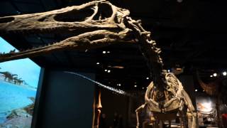 Ultimate Dinosaurs at the Science Museum of Minnesota [upl. by Ecire]