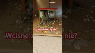 Chomik Pesiu wciśnie zadek czy nie😂chomik hamster cuteanimal [upl. by Rise]