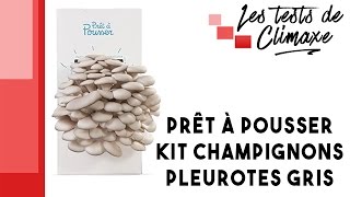 Test dun kit à champignons pour faire pousser en 10 jours des pleurotes gris quotPrêt à pousserquot [upl. by Ediva638]