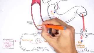 Bilirubin Metabolism [upl. by Peterus]