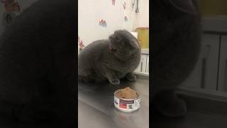 Veterinere çemkirdi😻 cat catlover viralvideo cute viralvideos keşfet cats [upl. by Hahn702]