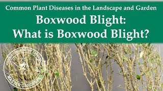 What is Boxwood Blight [upl. by Eiten]