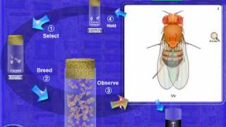 Drosophila Genetics Lab Introduction [upl. by Magan]