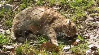 Katzen Wildkatze  Cat  Felis silvestris  Wildcat [upl. by Eram]