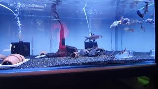 How to feed a spiny eel in a community tank [upl. by Ruffin]