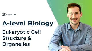 Eukaryotic Cell Structure amp Organelles  Alevel Biology  OCR AQA Edexcel [upl. by Calise536]