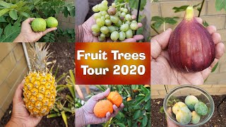 Fruit Tree Tour ALL our Fruit Trees Garden Tour California Backyard Orchard [upl. by Gonzalez]