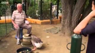 animal odd couples Full documentary 2013 [upl. by Lucina]