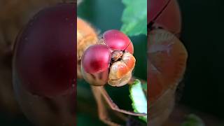 Dragonfly  Colourful Head shorts nature trending viralshorts [upl. by Eednak]