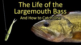 Life of the Largemouth Bass and How to Catch a Bass [upl. by Oivlis196]