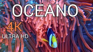 OCEANO 4K  Veja O Incrível Fundo Do Mar  Maravilhas Subaquáticas  VÍDEO 4K UHD 2024 [upl. by Enilorac]