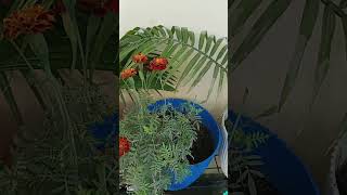 careandtipsterracegardentips flowers terracegardeningforbeginners youtubeshorts [upl. by Ayekahs]