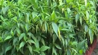 Know your Medicine plant Basak  বাসক Justicia adhatoda [upl. by Eybbob]