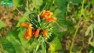 Leonotis nepetifolia [upl. by Selmore]