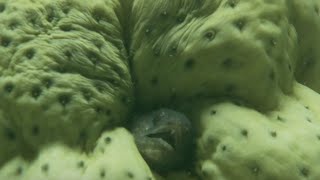 Living up a bum  The Sea Cucumber and Pearl Fish [upl. by Ahsikam]