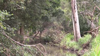 Websters Creek Landcare Video Calico Creek Restoration [upl. by Hamitaf]