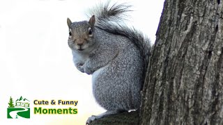 Squirrel barking amp squeaking loud sound as dancing on mushroom [upl. by Manvell]