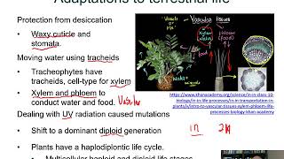 BIOL 1407 Lecture 29 Seedless Plants [upl. by Nahtanoj]