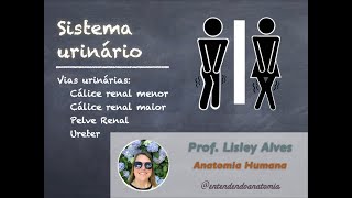 4 Cálices renais pelve renal e ureter  Sistema Urinário  Prof Lisley [upl. by Lindon]